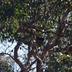 Corcorax melanorhamphos at Greenleigh, NSW - 29 Sep 2023 07:39 AM