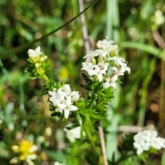 Asperula conferta at Murringo, NSW - 7 Oct 2023