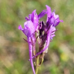 Linaria pelisseriana (Pelisser's Toadflax) at Dananbilla Nature Reserve - 6 Oct 2023 by trevorpreston