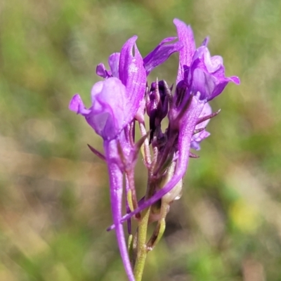 Linaria pelisseriana (Pelisser's Toadflax) at Dananbilla Nature Reserve - 6 Oct 2023 by trevorpreston