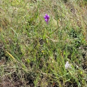 Linaria pelisseriana at Murringo, NSW - 7 Oct 2023