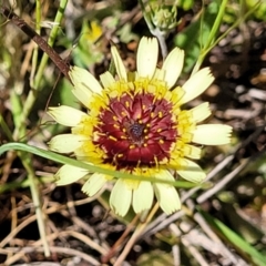 Tolpis barbata (Yellow Hawkweed) at Murringo, NSW - 6 Oct 2023 by trevorpreston
