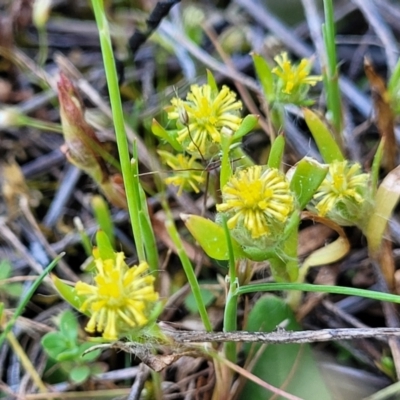 Triptilodiscus pygmaeus (Annual Daisy) at Murringo, NSW - 6 Oct 2023 by trevorpreston