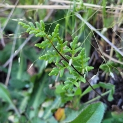 Cheilanthes sieberi subsp. sieberi (Narrow Rock Fern) at Murringo, NSW - 6 Oct 2023 by trevorpreston