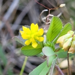 Trifolium dubium (Yellow Suckling Clover) at Dananbilla Nature Reserve - 6 Oct 2023 by trevorpreston