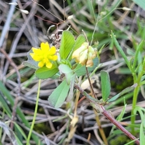 Trifolium dubium at Murringo, NSW - 7 Oct 2023