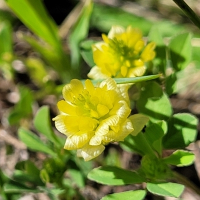 Trifolium campestre (Hop Clover) at Dananbilla Nature Reserve - 6 Oct 2023 by trevorpreston