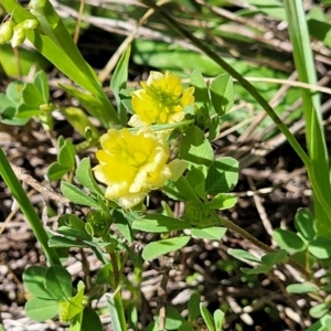 Trifolium campestre at Murringo, NSW - 7 Oct 2023 10:42 AM