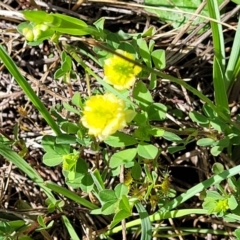 Trifolium campestre at Murringo, NSW - 7 Oct 2023 10:42 AM