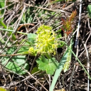 Hydrocotyle laxiflora at Murringo, NSW - 7 Oct 2023