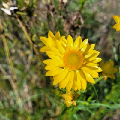 Xerochrysum viscosum (Sticky Everlasting) at Murringo, NSW - 6 Oct 2023 by trevorpreston