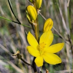 Bulbine bulbosa (Golden Lily) at Murringo, NSW - 6 Oct 2023 by trevorpreston