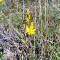 Bulbine bulbosa at Murringo, NSW - 7 Oct 2023