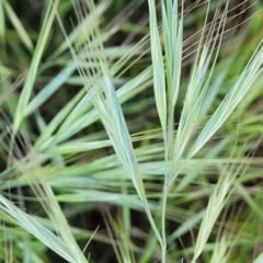 Bromus diandrus (Great Brome) at Crowther, NSW - 7 Oct 2023 by trevorpreston