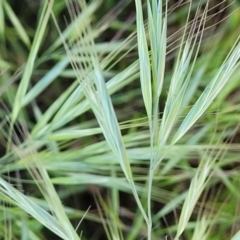 Bromus diandrus (Great Brome) at Crowther, NSW - 6 Oct 2023 by trevorpreston