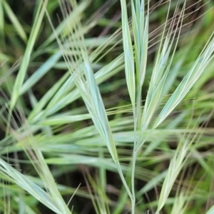 Bromus diandrus at Crowther, NSW - 7 Oct 2023