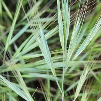 Bromus diandrus (Great Brome) at Crowther, NSW - 6 Oct 2023 by trevorpreston