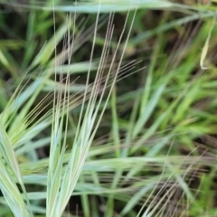 Bromus diandrus at Crowther, NSW - 7 Oct 2023