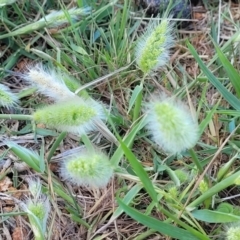 Polypogon monspeliensis (Annual Beard Grass) at Crowther, NSW - 6 Oct 2023 by trevorpreston