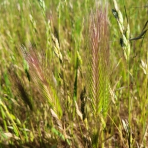 Hordeum sp. at Crowther, NSW - 7 Oct 2023 10:09 AM