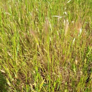 Hordeum sp. at Crowther, NSW - 7 Oct 2023 10:09 AM