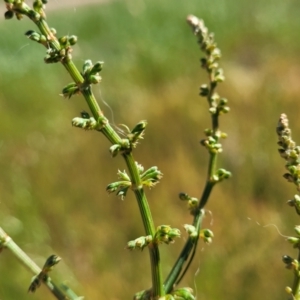 Rumex brownii at Crowther, NSW - 7 Oct 2023