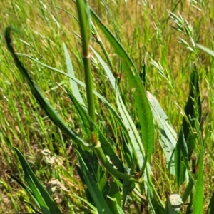 Rumex brownii at Crowther, NSW - 7 Oct 2023