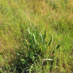 Rumex brownii at Crowther, NSW - 7 Oct 2023