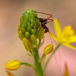 Torbia viridissima at Higgins, ACT - 7 Oct 2023 11:07 AM