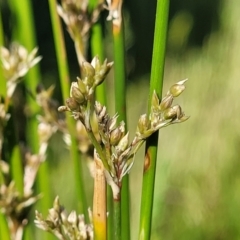 Juncus sp. at Crowther, NSW - 7 Oct 2023