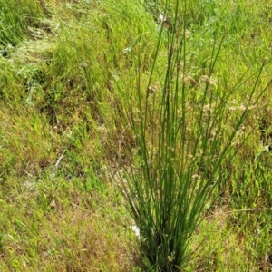 Juncus sp. at Crowther, NSW - 7 Oct 2023