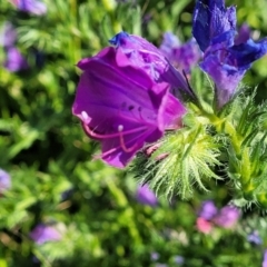 Echium plantagineum (Paterson's Curse) at Crowther, NSW - 6 Oct 2023 by trevorpreston