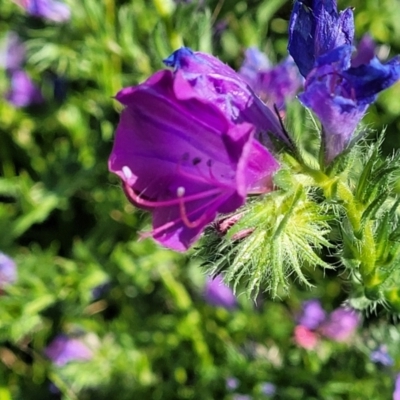 Echium plantagineum (Paterson's Curse) at Crowther, NSW - 6 Oct 2023 by trevorpreston