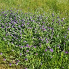 Echium plantagineum at Crowther, NSW - 7 Oct 2023 10:06 AM