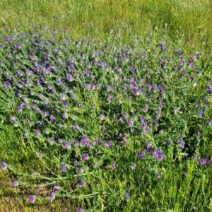 Echium plantagineum at Crowther, NSW - 7 Oct 2023 10:06 AM