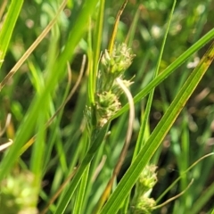 Carex inversa (Knob Sedge) at Crowther, NSW - 6 Oct 2023 by trevorpreston