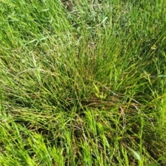 Carex inversa at Crowther, NSW - 7 Oct 2023 10:01 AM