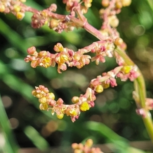 Rumex acetosella at Crowther, NSW - 7 Oct 2023