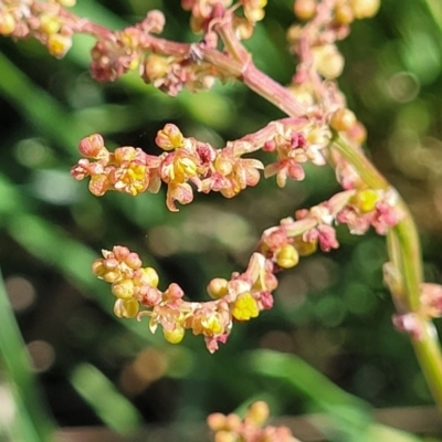 Rumex acetosella (Sheep Sorrel) at Crowther, NSW - 6 Oct 2023 by trevorpreston