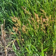 Rumex acetosella at Crowther, NSW - 7 Oct 2023