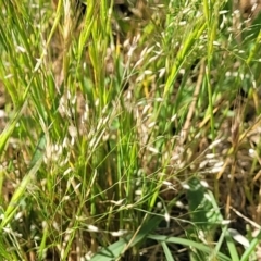 Aira elegantissima (Delicate Hairgrass) at Crowther, NSW - 6 Oct 2023 by trevorpreston