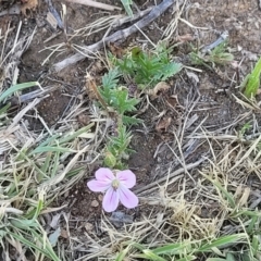 Erodium brachycarpum at Crowther, NSW - 7 Oct 2023