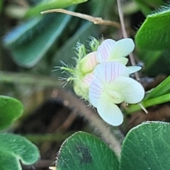 Trifolium subterraneum (Subterranean Clover) at Crowther, NSW - 6 Oct 2023 by trevorpreston