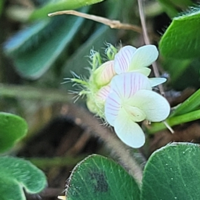 Trifolium subterraneum (Subterranean Clover) at Crowther, NSW - 7 Oct 2023 by trevorpreston