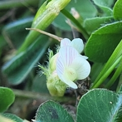 Trifolium subterraneum at Crowther, NSW - 7 Oct 2023