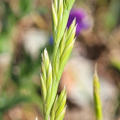 Lolium (genus) (Ryegrass) at Crowther, NSW - 7 Oct 2023 by trevorpreston