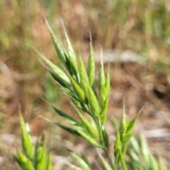 Bromus hordeaceus (A Soft Brome) at Crowther, NSW - 6 Oct 2023 by trevorpreston