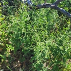 Sisymbrium officinale (Common Hedge Mustard) at Crowther, NSW - 7 Oct 2023 by trevorpreston