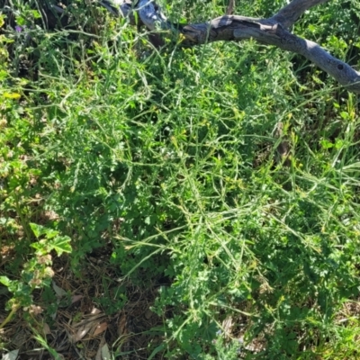 Sisymbrium officinale (Common Hedge Mustard) at Crowther, NSW - 7 Oct 2023 by trevorpreston