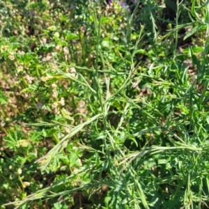 Sisymbrium officinale at Crowther, NSW - 7 Oct 2023 09:50 AM